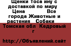 Щенки Тоса-ину с доставкой по миру › Цена ­ 68 000 - Все города Животные и растения » Собаки   . Томская обл.,Кедровый г.